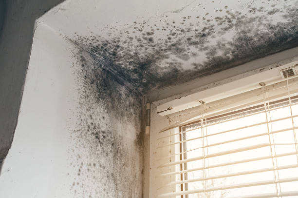 Affordable Mold Remediation solutions in Lexington, VA