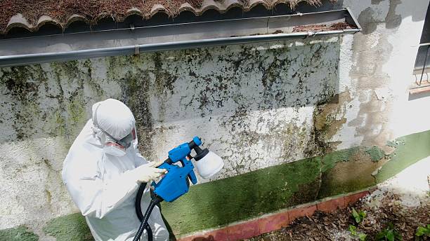 Top rated local Mold Remediation specialists in Lexington, VA